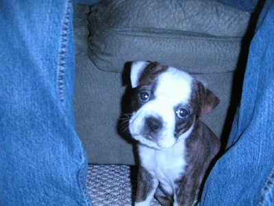 Bailey the small brown brindle and white English Boston-Bulldog puppy is sitting in between the legs of a person who is wearing blue jeans and sitting on a gray recliner chair