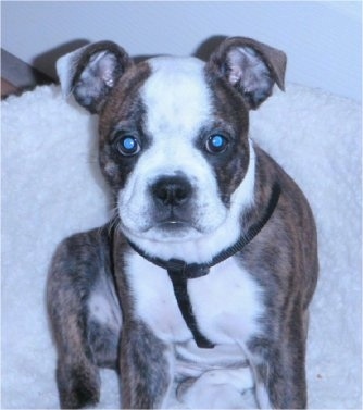 Bailey the brown, brindle and white English Boston-Bulldog puppy is sitting on a white dog bed and looking up