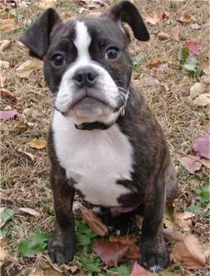 A brown brindle with white English Boston-Bulldog puppy is sitting in grass looking up.