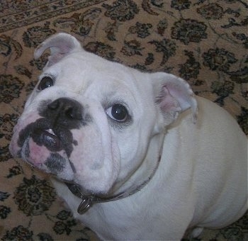 A white English Bulldog sitting on a tan oriental rug and looking at the camera holder