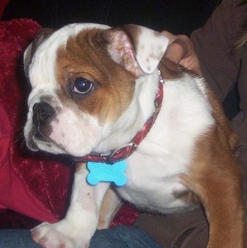 Close Up - Spicey MacHaggis the English Bulldog puppy wearing a red collar and a teal blue dog tag sitting in the lap of a person