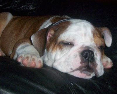 Spicey MacHaggis the English Bulldog puppy laying down on a black leather couch falling asleep