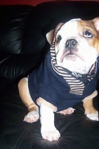 Spicey MacHaggis the English Bulldog puppy sitting on a black leather couch wearing a knitted blue and white sweater looking up