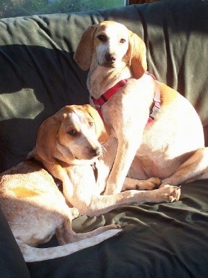 Lillie and Mollie the Red tick English Coonhound puppies are laying and sitting on a couch with a green blanket over it
