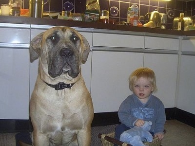 Racket the tan and black English Mastweiler is sitting on a rug next to a child sitting in a wicker basket in a kitchen
