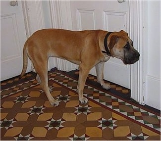 Racket the tan and black English Mastweiler is standing on top of a brown, tan and white rug in front of two white doors