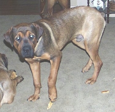 Napoleon the tan with black English Mastweiler is walking on a tan carpet. There are two other English Mastweilers laying and standing next to and behind him.