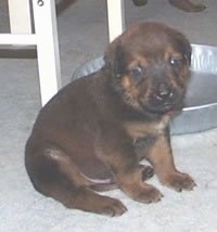 A black with tan English Mastweiler puppy is sittting on a tan carpet in front of an gray aluminum pan and a white table