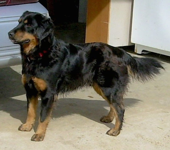 Axl the black and tan English Shepherd is standing in a garage. There is a car next to it.