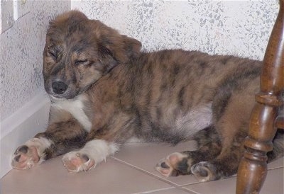 Sophie the brown brindle and white Euro Mountain Sheparnese puppy is sleeping against a kitchen wall. There is a table in front of her
