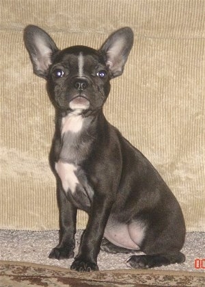 A black with white Frenchton puppy is sitting in front of a tan couch looking proud.