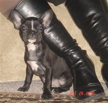 A black with white Frenchton puppy is sitting in front of a tan couch next to a person's black leather boot.