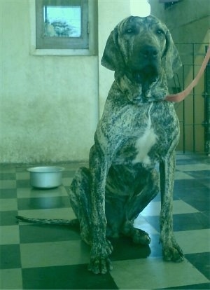 A tan and black brindle with white Fila Brasileiro dog is sitting on a tiled black and white checkered floor with a silver bowl behind it