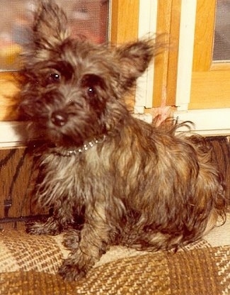 A long-haired brown Fourche Terrier is sitting on the back of a couch
