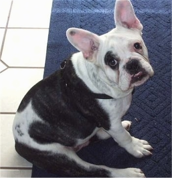 Tug the Free-Lance white and black Bulldog is sitting on a blue throw rug on a white tiled floor and looking to the right