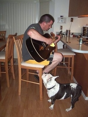 Tug the white with black brindle Free-Lance Bulldog is standing next to a chair. On the chair is a man playing a guitar
