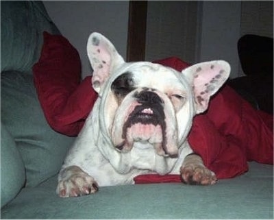 Tug the white with black ticked Free-Lance Bulldog is laying on a couch and there is a red blanket over top of him. His eyes are closed
