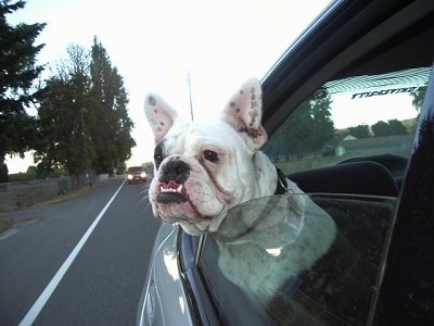 Tug the white with black ticked Free-Lance Bulldog is in the back seat of a moving car with his head out the window.