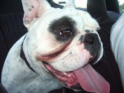 Close Up - Tug the white with black Free-Lance Bulldog is sitting in the backseat of a vehicle. His mouth is open and its tongue is out