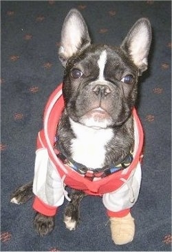 A black brindle and white French Bulldog puppy is sitting on a blue carpet. It is wearing a red with white jacket and one tan shoe