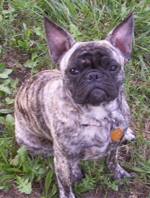 A brown brindle Frenchie Pug is sitting in a field and looking up