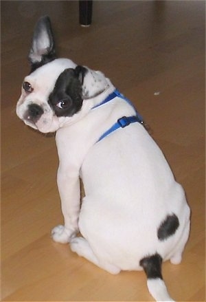 A white with black Frenchie Pug puppy is wearing a blue harness sitting on a hardwood floor. Its back is the most prominent as it looks back.