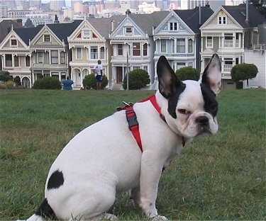 A white with black Frenchie Pug is sitting in a field. There is a person and a line of san francisco style houses behind it.