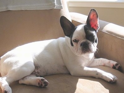 A white with black Frenchie Pug puppy is laying on a tan couch with the sun shining on it through the window