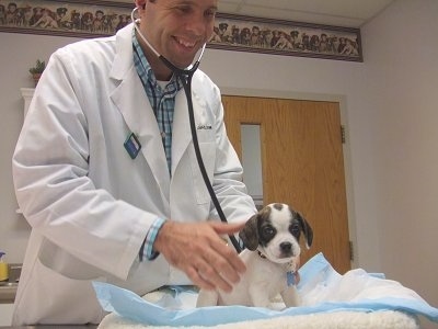 A white with black brindle Frengle puppy is sitting on a dog bed on a pee pad. There is a smiling veterinarian behind it checking on the puppy
