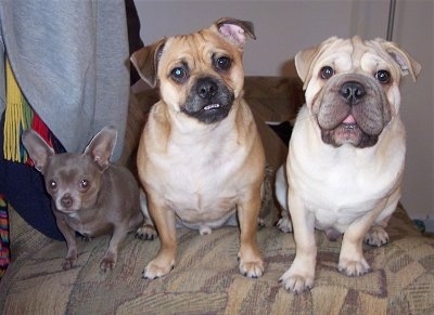 A Chihuahua, a Chug and an Ori Pei are sitting in a row on the arm of a chair. The Chug has its head tilted to the left. The Ori Pei has its mouth open. It looks like it is smiling.