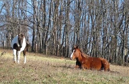 A brown with white horse is laying in a field across from a white and brown paint pony. 