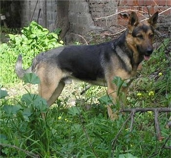 A black and tan German Shepherd is standing in tall weeds next to a brick building that looks like it needs repairs.