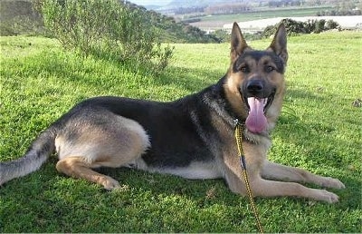 A black and tan German Shepherd is laying in a field with a good view of the valley behind it.