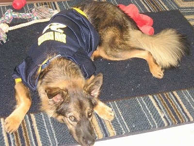 A black and tan German Shepherd is laying down on a rug and it is wearing a blue and yellow jersey.