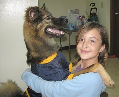 A black and tan German Shepherd wearing a blue and yellow football jersey is standing on its hind legs and has its front legs on the shoulders of a girl who is smiling over at the camera.