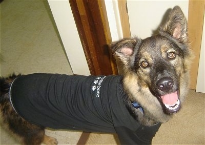 A black and tan German Shepherd is standing in a doorway wearing a black t-shirt. Its mouth is open and it looks like it is smiling