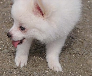 Close Up - A small white German Spitz  puppy is laying outside in dirt. Its head is turned to the left with its mouth open and tongue out.