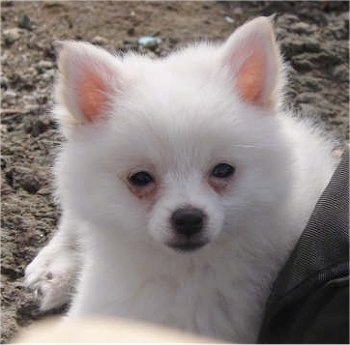 A white Small German Spitz puppy is laying outside in dirt