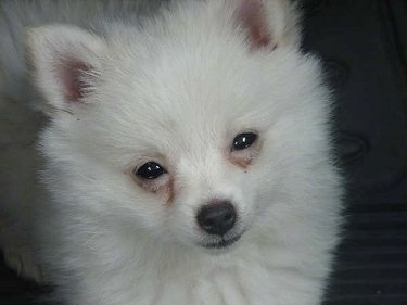Close Up head shot - A small white German Spitz puppy is standing on a carpet