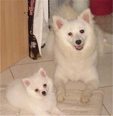 A white German Spitz puppy is laying next to an adult white German Spitz on top of a white throw run that is on top of a white tiled floor.