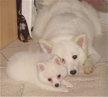 A white German Spitz puppy is laying next to an adult white German Spitz on top of a white throw rug that is on a white tiled floor inside of a house.