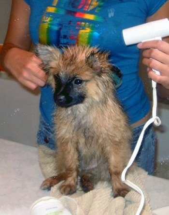 A wet tan with black German Spitz puppy is sitting on a bunch of towels being dryed off by a lady with a hair dryer.