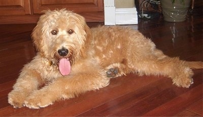 A tan Goldendoodle is laying on a hardwood floor. Its mouth is open and tongue is out