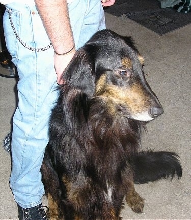 A black and tan Gollie is standing on a tan carpet next to a person in jeans. It is looking to the right.