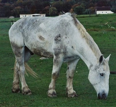 A Dapple Gray Percheron Draft Horse is standing in a field eating grass.