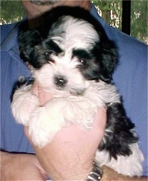 A black and white Havaton puppy is being held in the hand of a person who is wearing a blue shirt in front of a window in a home.