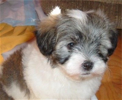 Close Up - A black, gray and white Havaton puppy is sitting on a hardwood floor.