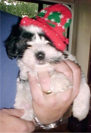 A black and white Havaton puppy is wearing a red and green Christmas hat and it is in the hand of a person
