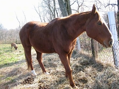 A brown with white Mexican Quarter Horse is standing in grass and in front of a fence. It is looking to the right. There is a brown with white Boxer dog sniffing in grass in the background.
