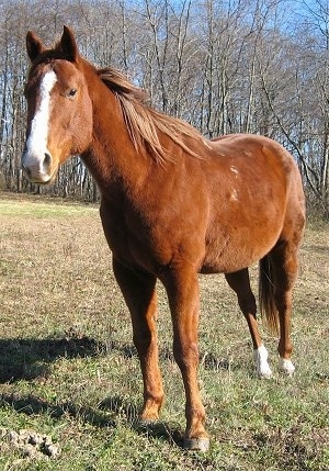 Front side view - A brown with white Horse is standing in grass and it is looking forward.